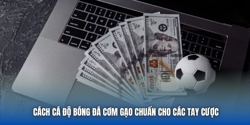 Cách Cá Độ Bóng Đá Cơm Gạo Chuẩn Cho Các Tay Cược