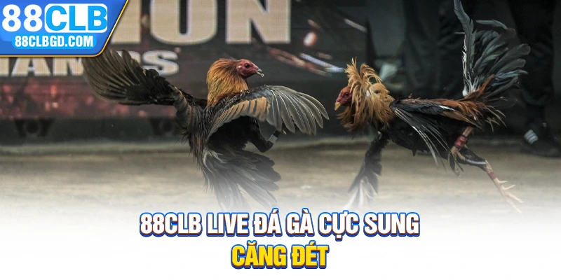 88CLB live đá gà cực sung, căng đét