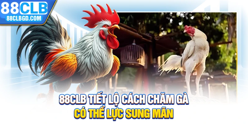88CLB tiết lộ cách chăm gà có thể lực sung mãn