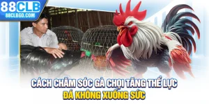 Cách Chăm Sóc Gà Chọi Tăng Thể Lực, Đá Không Xuống Sức