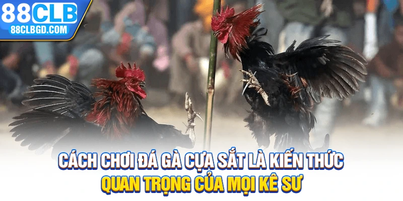 Cách chơi đá gà cựa sắt là kiến thức quan trọng của mọi kê sư