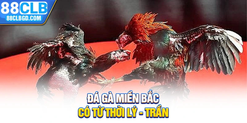 Đá gà miền Bắc có từ thời Lý - Trần