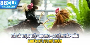 Đá Gà Trực Tiếp Thomo - 4 Điểm Hấp Dẫn Khiến Kê Sư Mê Mẩn