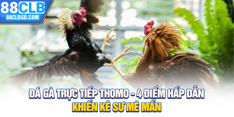 Đá Gà Trực Tiếp Thomo - 4 Điểm Hấp Dẫn Khiến Kê Sư Mê Mẩn