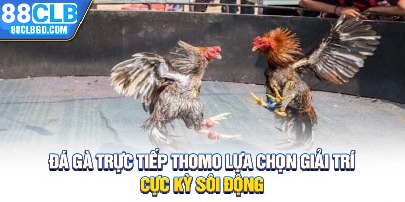 Đá gà trực tiếp Thomo lựa chọn giải trí cực kỳ sôi động
