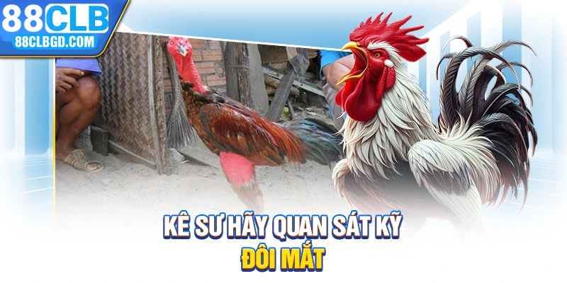 Kê sư hãy quan sát kỹ đôi mắt