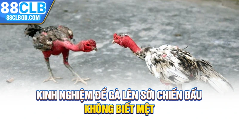 Kinh nghiệm để gà lên sới chiến đấu không biết mệt
