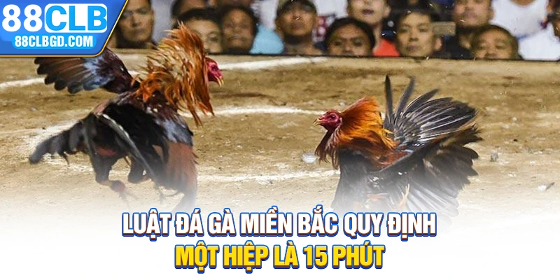 Luật đá gà miền Bắc quy định một hiệp là 15 phút