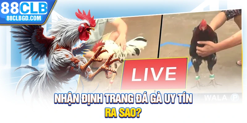 Nhận định trang đá gà uy tín ra sao?